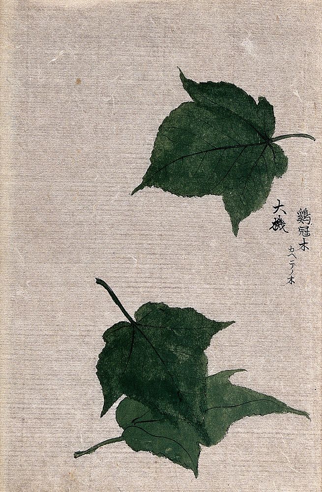 Three leaves, possibly of a maple (Acer species). Watercolour.