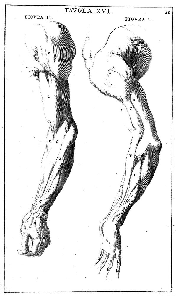 Anatomia per uso et intelligenza del disegno ricercata non solo su gl'ossi, e muscoli del corpo humano; ma dimostrata ancora…