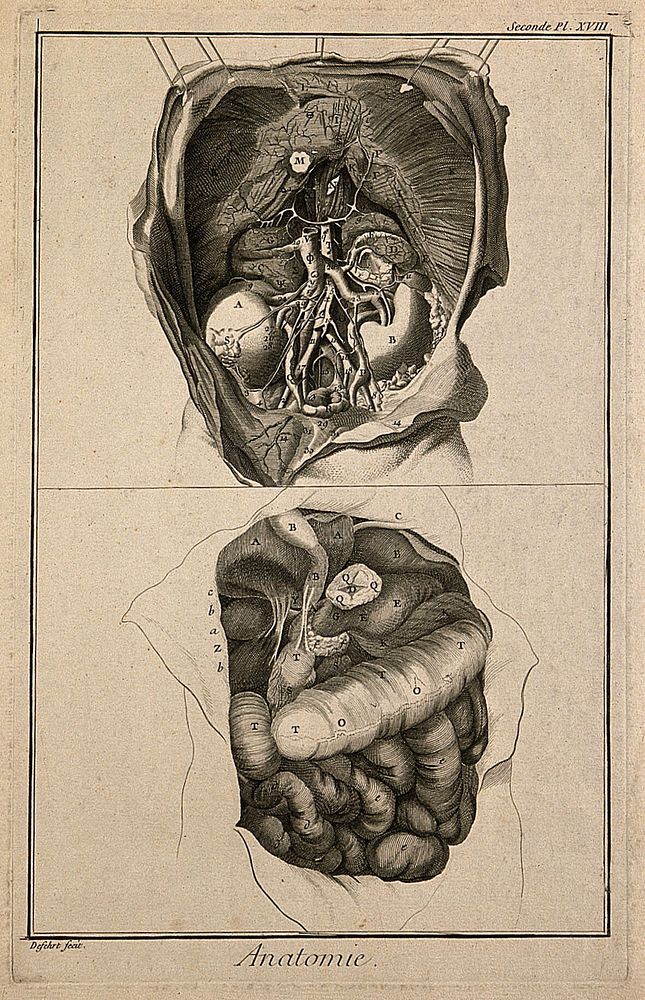 The anatomy of the abdomen, showing the kidneys, the intestines, etc., after Haller. Engraving by A.J. Defehrt, 1762.