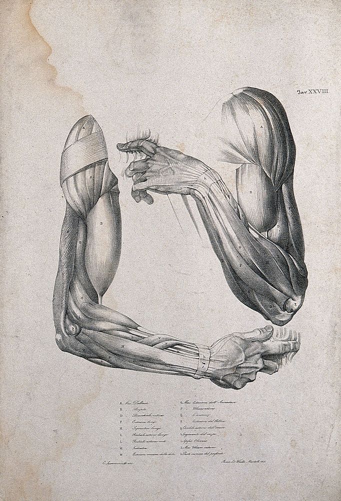 Muscles of the shoulder, arm and hand: two figures of écorché arms. Lithograph by Wieller and Martelli after C.…