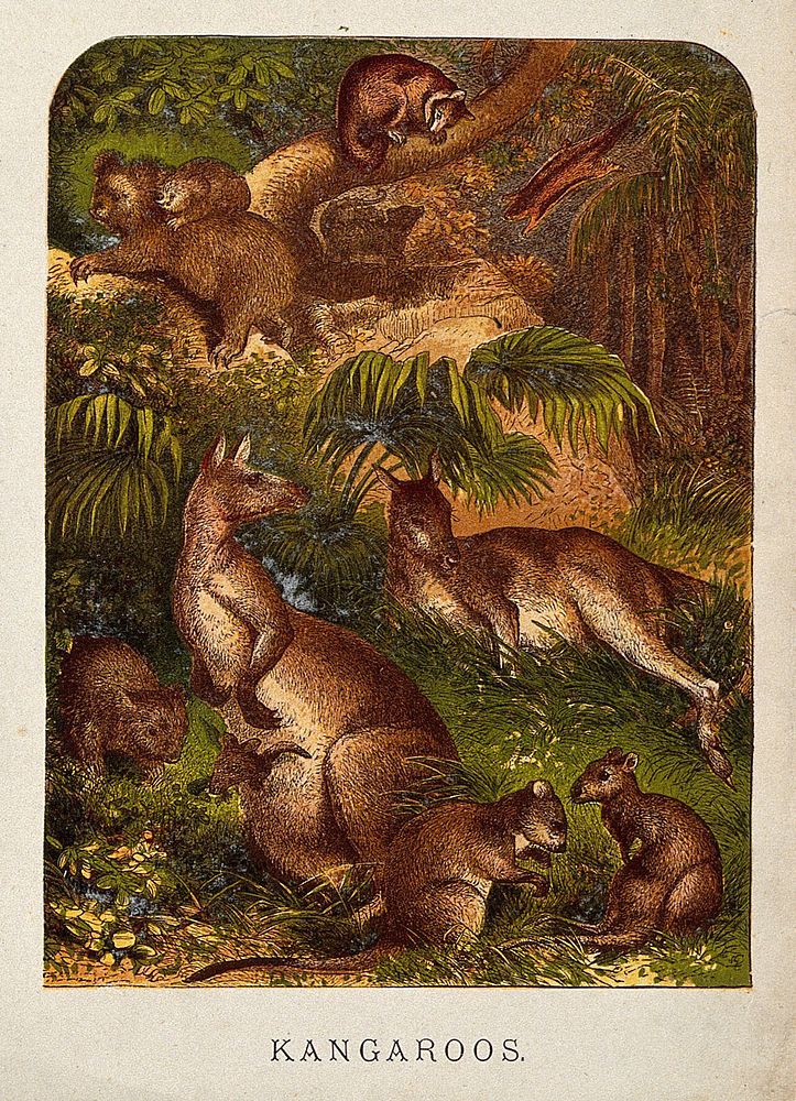 A family of kangaroos relaxing on a grassy bank with koalas and other marsupials nearby. Coloured etching.