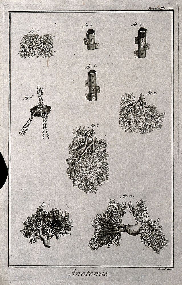 Details of arteries and veins. Engraving by Benard, late 18th century.