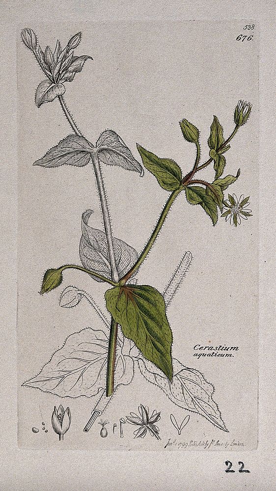 Water chickweed (Myosoton aquaticum): flowering stem and floral segments. Coloured engraving after J. Sowerby, 1799.