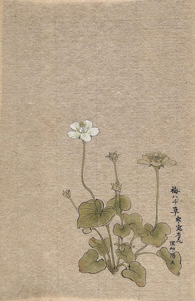 A Japanese flowering plant. Watercolour.