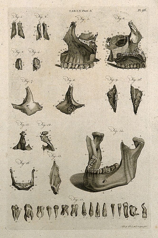 The jawbone and teeth. Line engraving by A. Bell after J.-J. Sue, 1798.