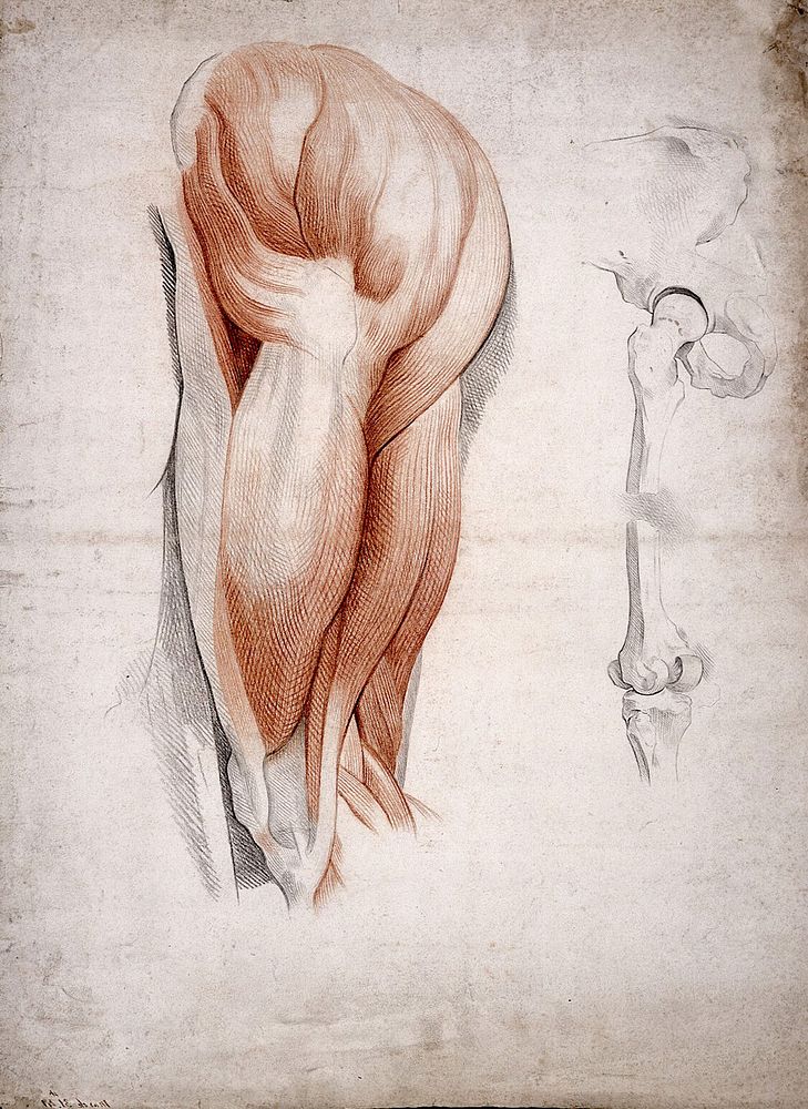 The bones and muscles of the hip and thigh. Drawing, 1841.