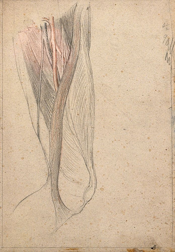 The muscles, tendons, arteries and veins of the thigh. Pencil and crayon drawing by J.C. Whishaw, 1852/1854.