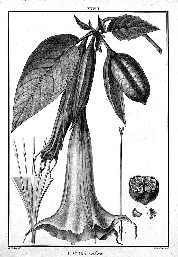 J. Pavon and H. Ruiz, Flora Peruviana: Datura