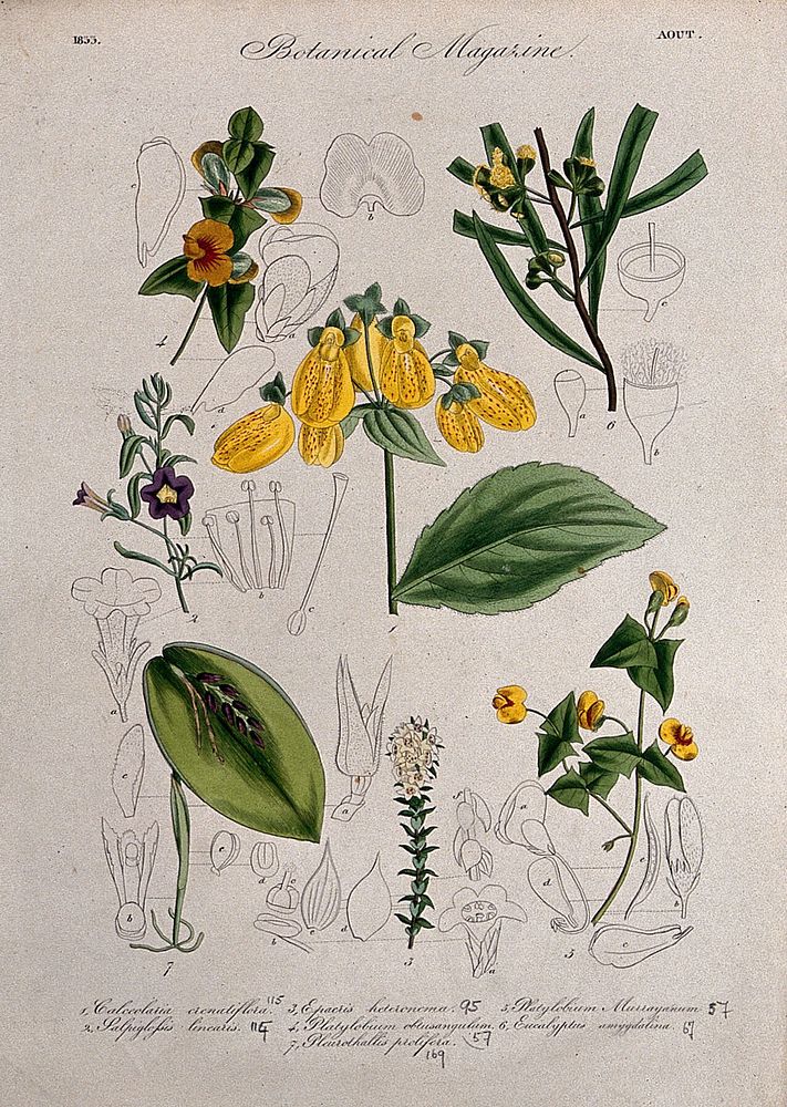 Seven British garden plants, including a slipper flower: flowering stems and floral segments. Coloured etching, c. 1833.