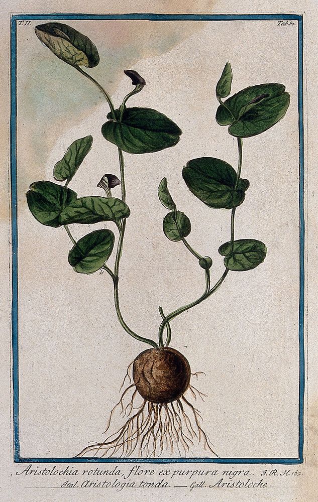 A plant (Aristolochia rotunda L.) related to birthwort: entire flowering plant. Coloured etching by M. Bouchard, 1774.