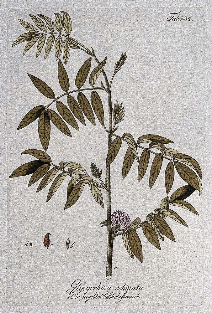 Liquorice plant (Glycyrrhiza echinata): flowering stem with pod and seed. Coloured engraving, c. 1792, after F. J. Schultz.