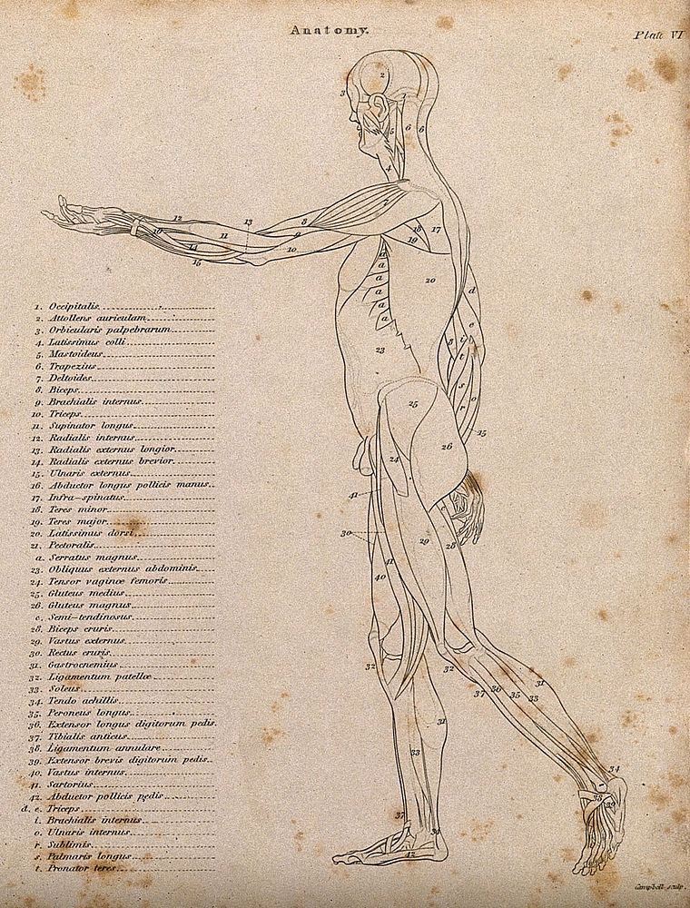 An écorché with left arm extended forwards, seen from the left side: diagram showing the outlines of the muscles. Line…