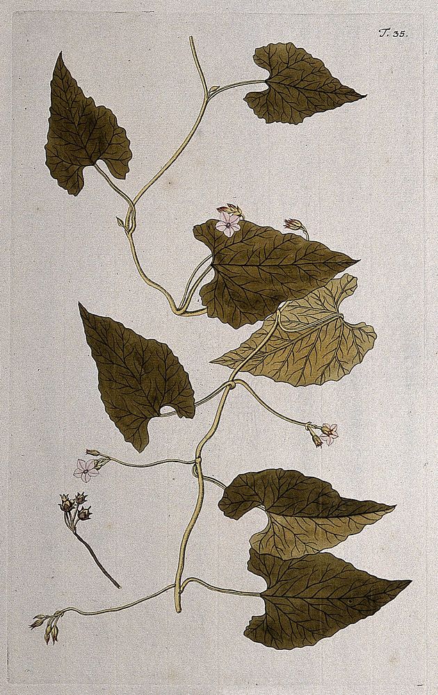 A plant (Convolvulus farinosus) related to bindweed: flowering stem with separate fruit and seed. Coloured engraving after…
