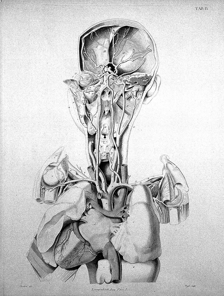 Icones anatomicae / [Conrad Johann Martin Langenbeck].