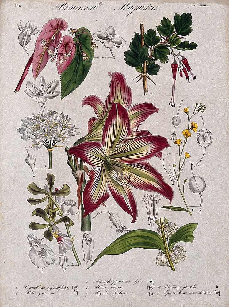 Seven garden plants, including an orchid and an amaryllis: flowering stems and floral segments. Coloured etching, c. 1836.