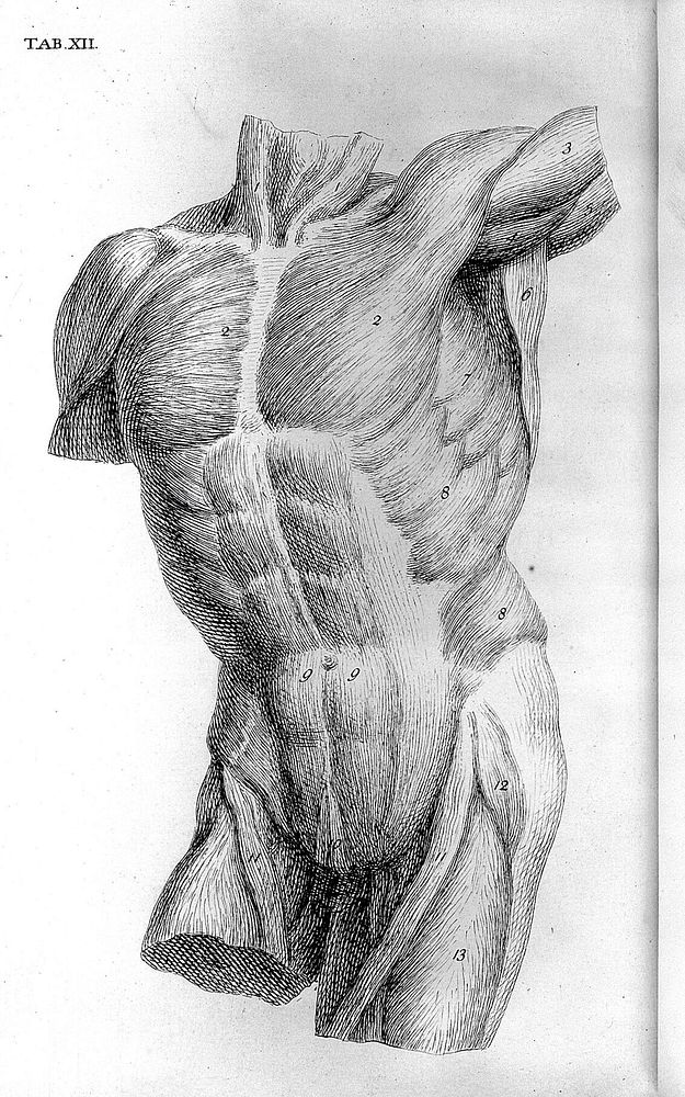 The anatomy of the human body / By W. Cheselden.