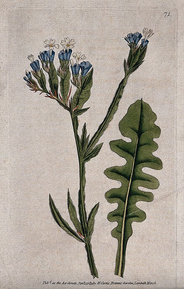 Statice (Limonium sinuatum): flowering stem and leaf. Coloured engraving, c. 1789.