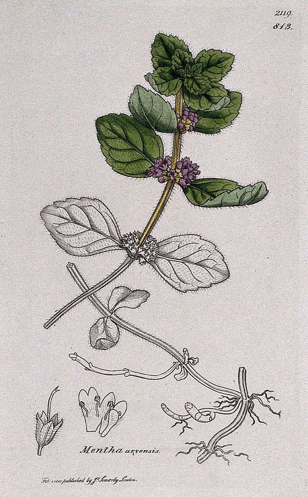 Corn mint (Mentha arvensis): flowering stem, roots and floral segments. Coloured engraving after J. Sowerby, 1810.