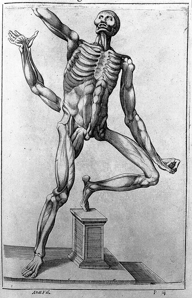 Anatome corporis humani / avctore Joanne Valverdo. Nunc primùm à Michaele Columbo latine reddita, et additis nouis aliquot…
