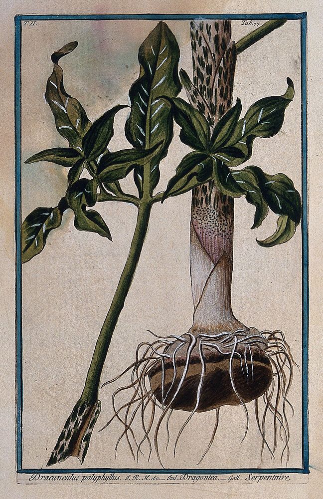 Dragon arum (Dracunculus vulgaris Schott): leaf and base of stem with tuber. Coloured etching by M. Bouchard, 1774.