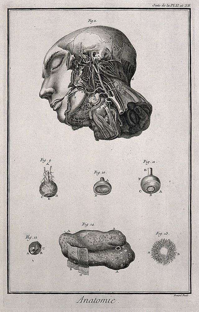 The arteries of the head after Haller; the eye, after Ruysch; the tongue after Heister. Engraving by Benard, late 18th…