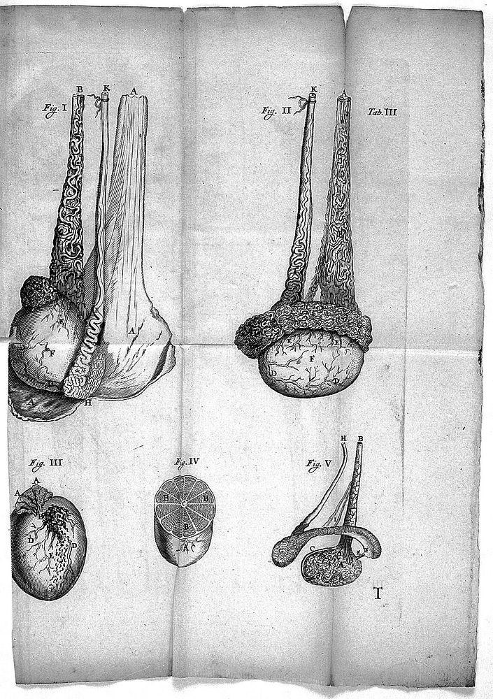 R. de Graaf Med: Doct: De virorum organis generationi inservientibus, de clysteribus et de usu siphonis in anatomia /…