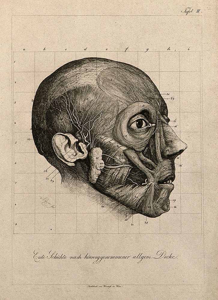 Écorché head of a man, subcutaneous level, seen in profile. Etching by A. von Perger, ca. 1850.