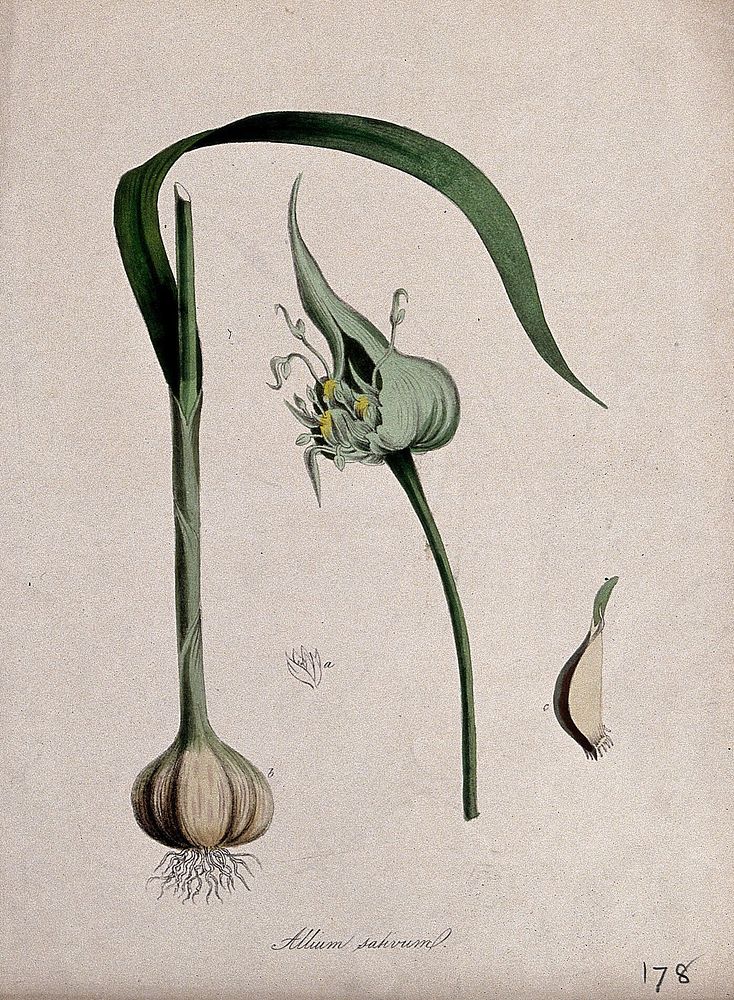 Common garlic (Allium sativum): bulb, flower head, single flower and single clove. Coloured lithograph after M. A. Burnett…