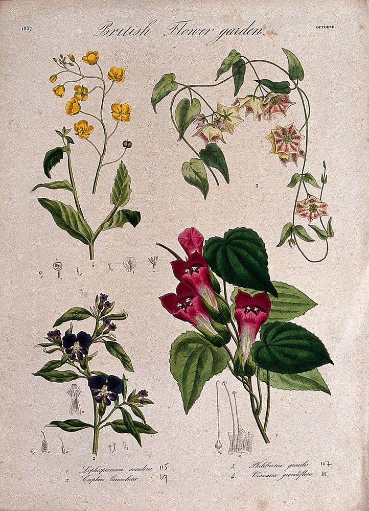Four British garden plants: flowering stems and floral segments. Coloured etching, c. 1837.
