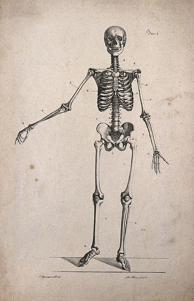 Skeleton with right arm extended, front view. Lithograph by Rosi after C. Squanquerillo, 1836.