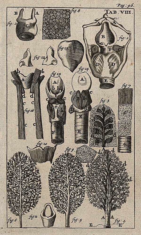 The lungs, trachea (windpipe) and thyroid. Engraving, 1686.