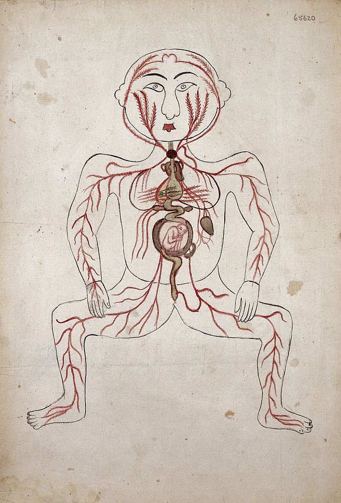 The arteries of the human body with a foetus in the womb. Watercolour by a Persian artist.