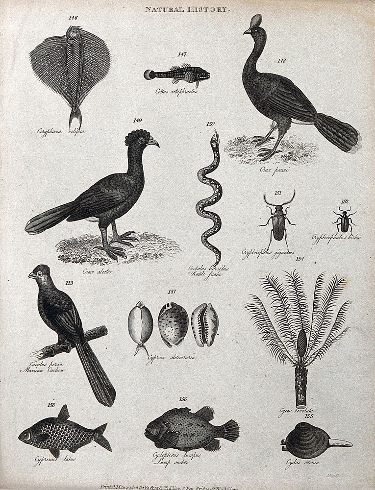 Above, two fish, two birds, a rattle snake and two beetles; below, a mexican cuckoo, three molluscs, a palmtree, two fish…
