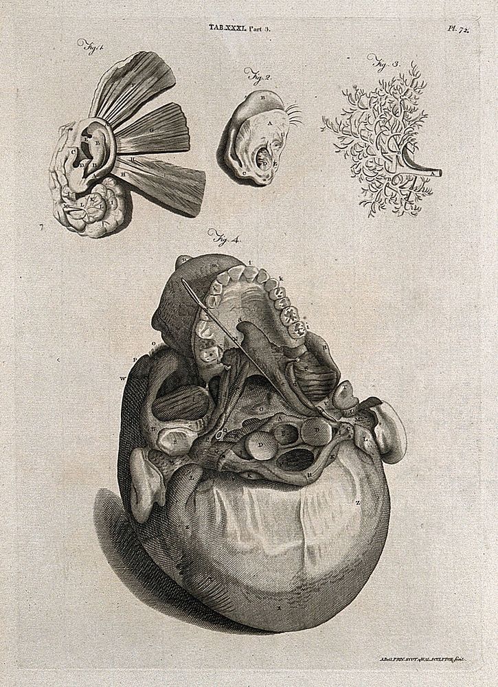 Parts of the ear (above) and the base of the skull showing the ear canal (below). Line engraving by A. Bell after W. Cowper…
