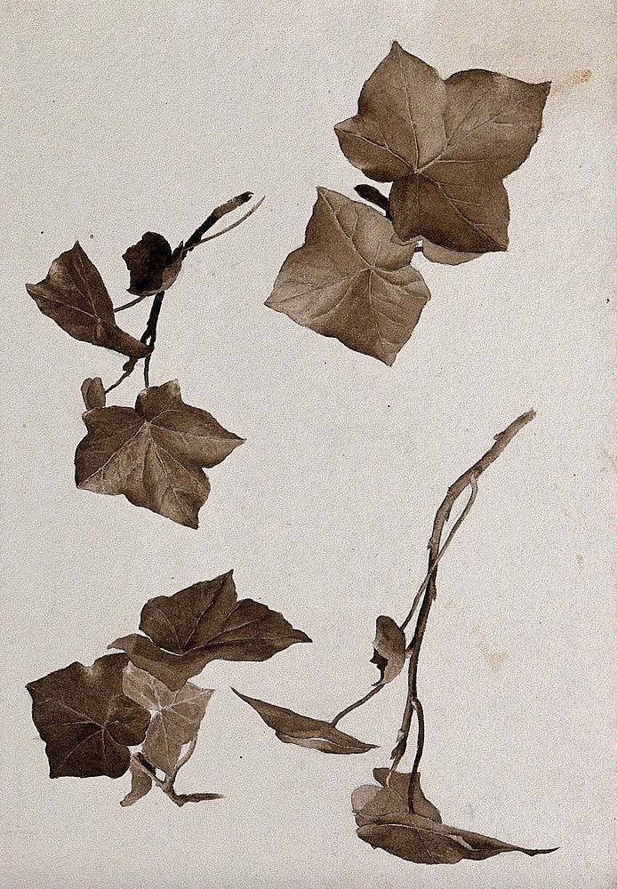 Ivy leaves. Watercolours.