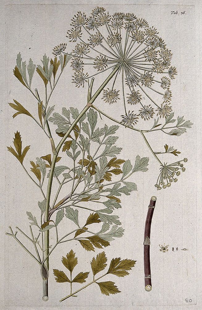A plant (Peucedanum galbanum Benth.) related to hog fennel: flowering stem with separate leaf, stalk and floral segments.…