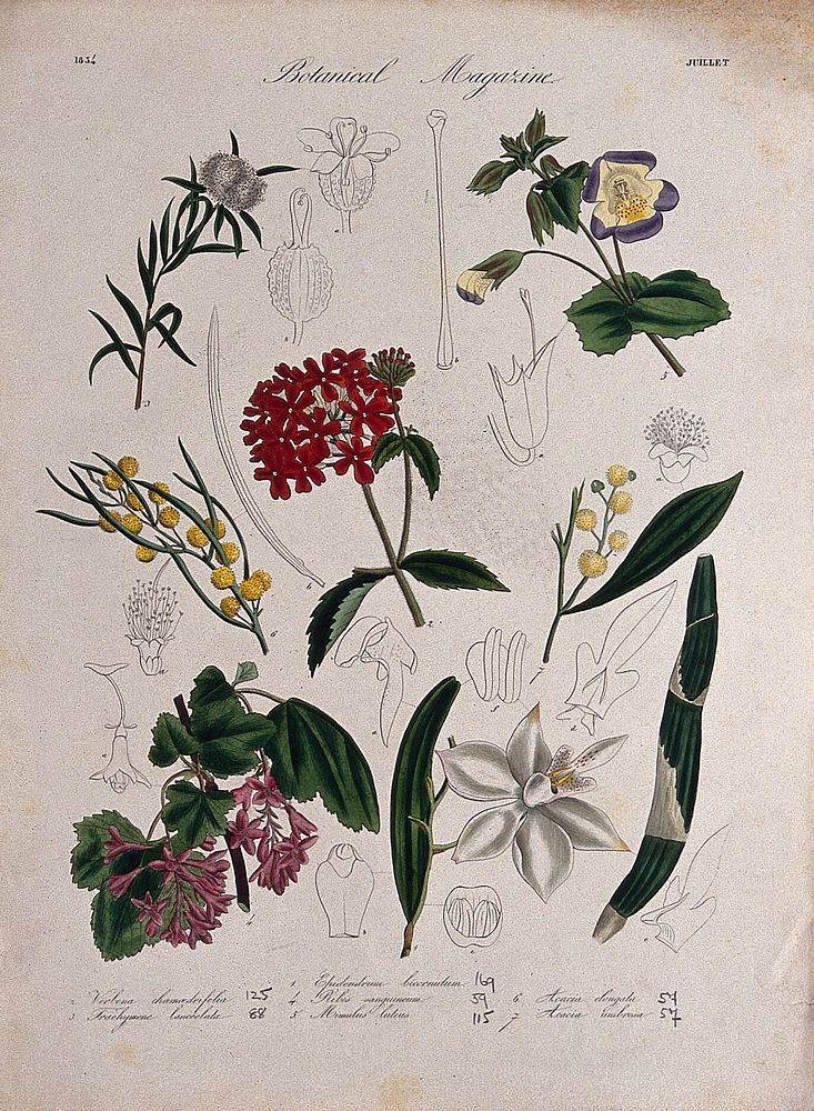 Seven garden plants, including an orchid: flowering stems and floral segments. Coloured etching, c. 1834.