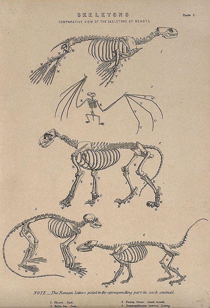 Skeletons of a seal, a bat, a lion, a coatimondi, and a lotong (monkey) Line engraving, 1830/1870.
