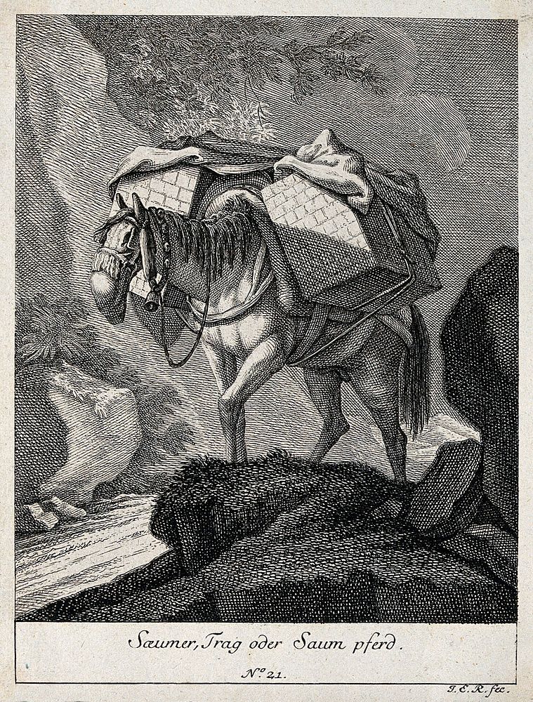 A muzzled pack-horse with a bell around its neck walking on a rocky path packed with two large boxes. Etching by J. E.…
