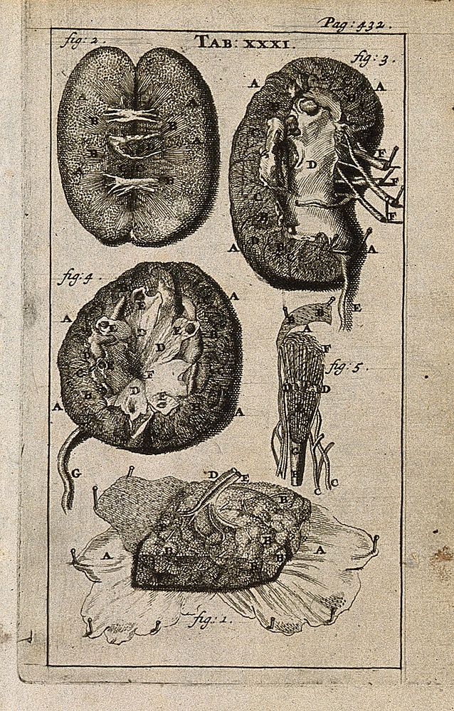 The liver and the kidneys. Engraving, 1686, the third, fourth and fifth figures after G. de Lairesse, 1685.