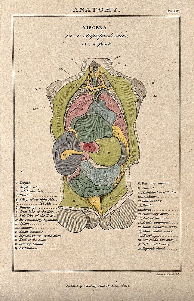 A torso seen from the front: dissected to reveal internal organs in various colours. Coloured line engraving by H. Mutlow…