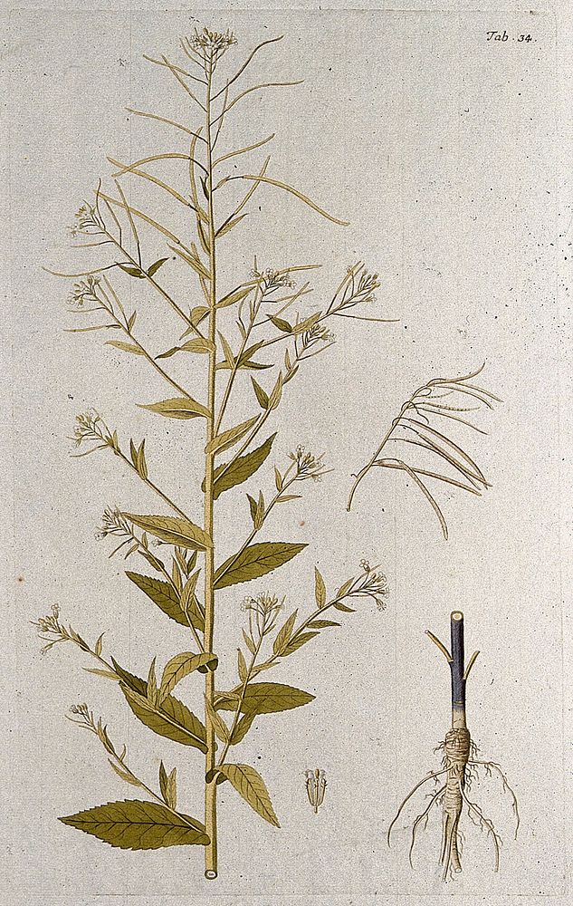 Rock or wall cress (Arabis pendula L.): flowering and fruiting stem with separate root, fruit and flower. Coloured engraving…
