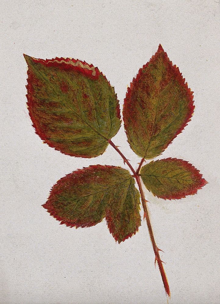 Autumn leaves of bramble (Rubus species). Watercolour drawing.