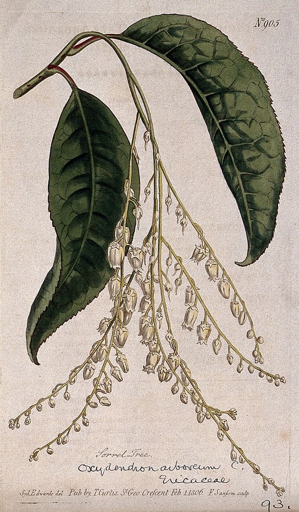 Tree sorrel or sourwood (Oxydendrum arboreum): flowering stem. Coloured engraving by F. Sansom, c. 1806, after S. Edwards.