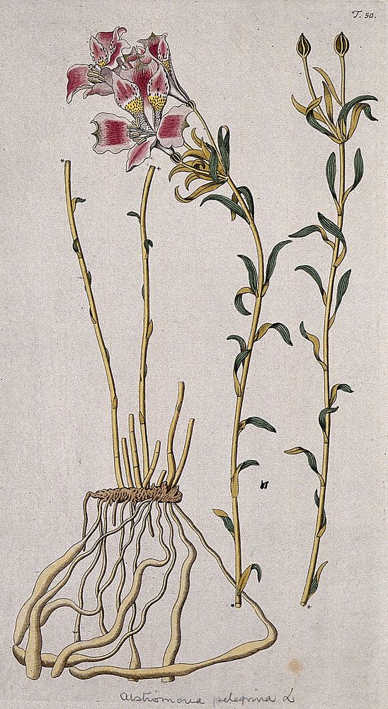 A plant (Alstroemeria pelegrina) related to peruvian lily. Coloured engraving after F. von Scheidl, 1770.