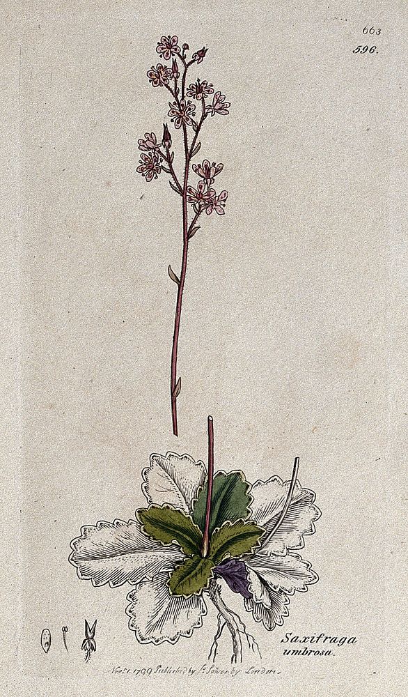 Saxifrage or rockfoil (Saxifraga umbrosa): flowering plant and floral segments. Coloured engraving after J. Sowerby, 1799.