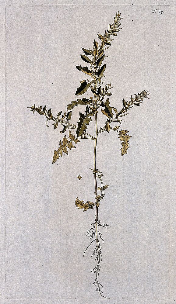 A plant (Sisymbrium sp.) related to hedge mustard: entire flowering plant. Coloured engraving after F. von Scheidl, 1770.