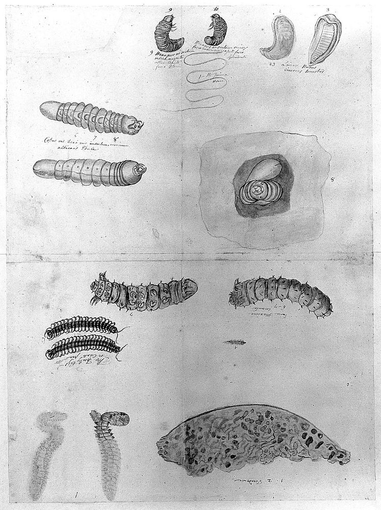 The guinea worm and insects of central America. Pencil drawing by Thomas Malie, c. 1730.