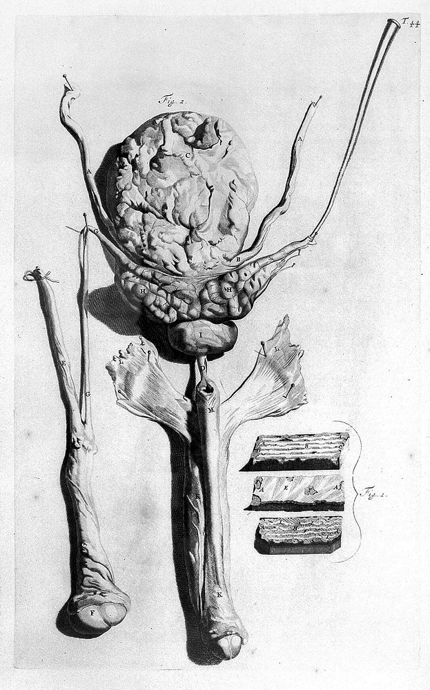 The anatomy of humane bodies, with figures drawn after the life ... by some of the best masters in Europe ... and curiously…