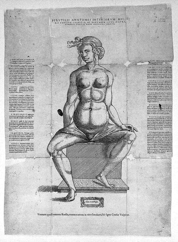 Anatomical fugitive sheet (female).